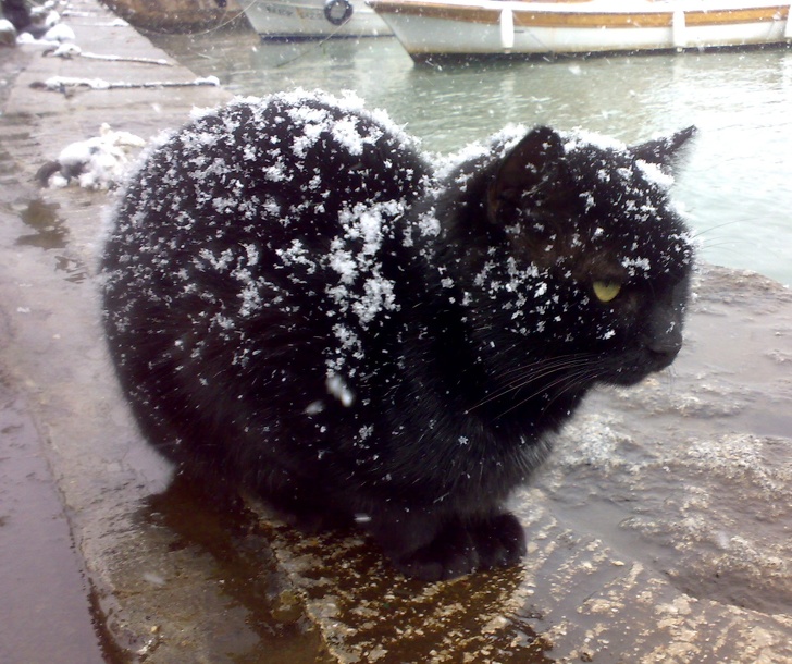 These Photos Prove That Cats and Snow Are Not Meant for Each Other