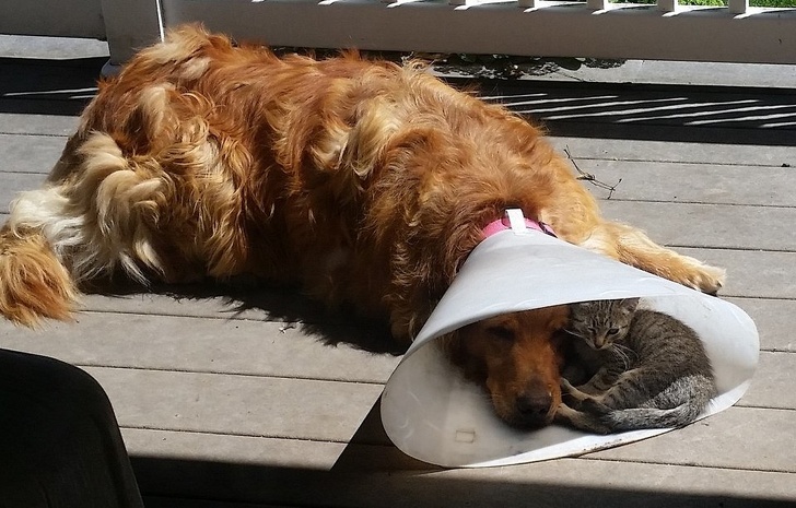 buddy