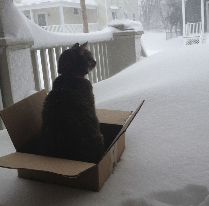 These Photos Prove That Cats and Snow Are Not Meant for Each Other