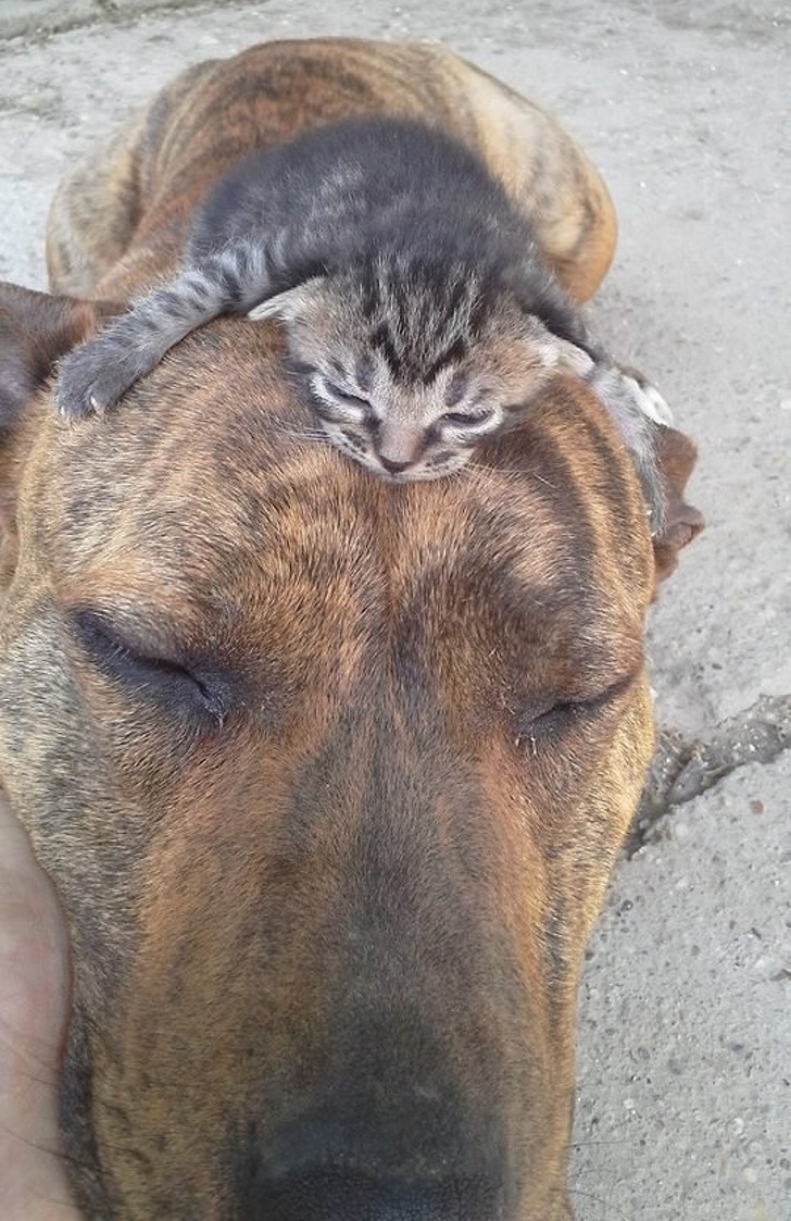 cat