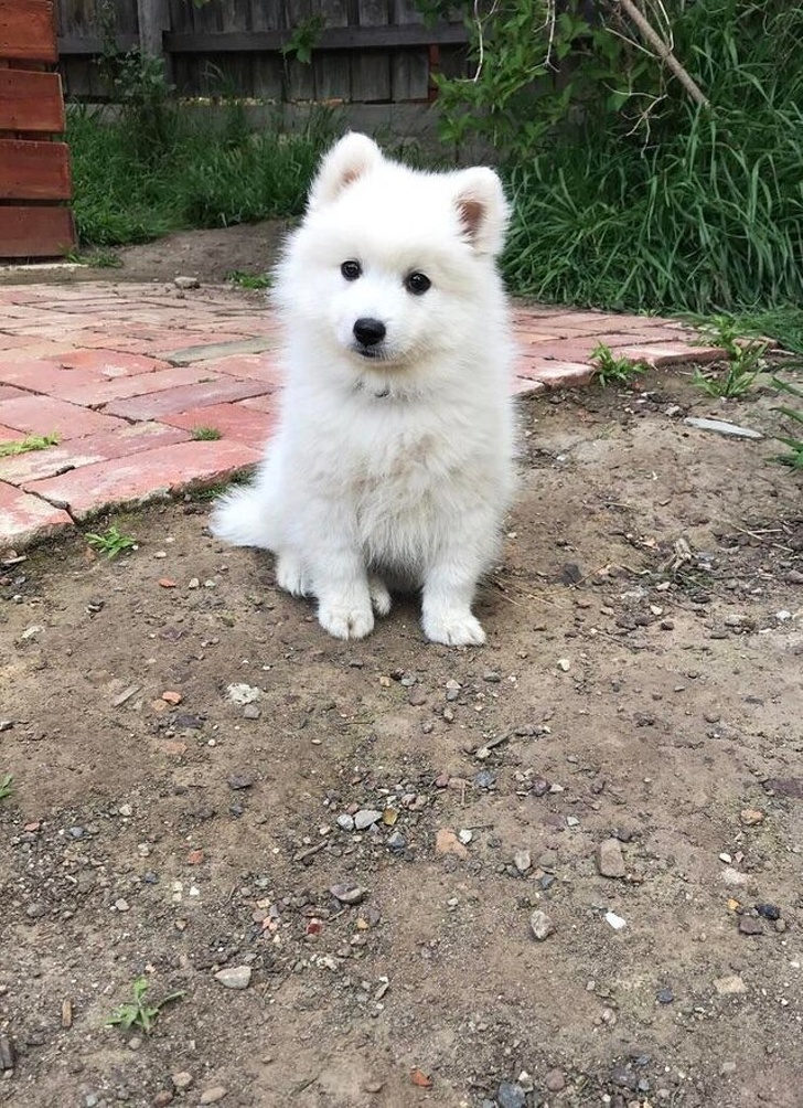Japanese Spitz