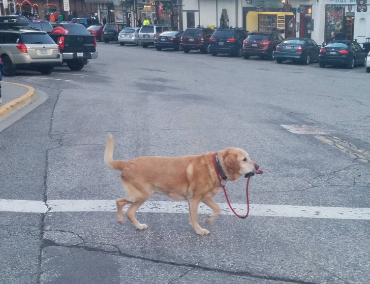 dog