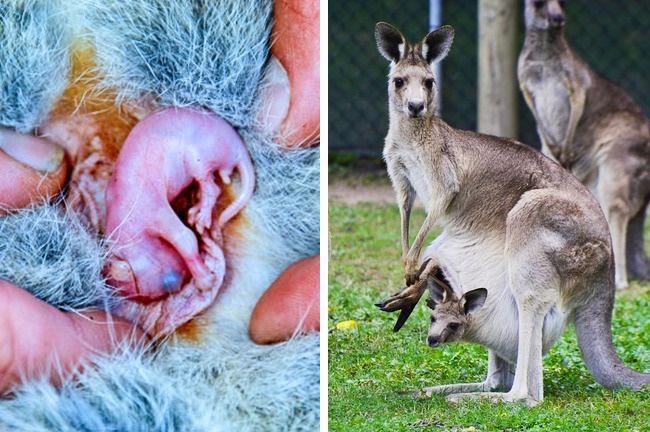 Kangaroo