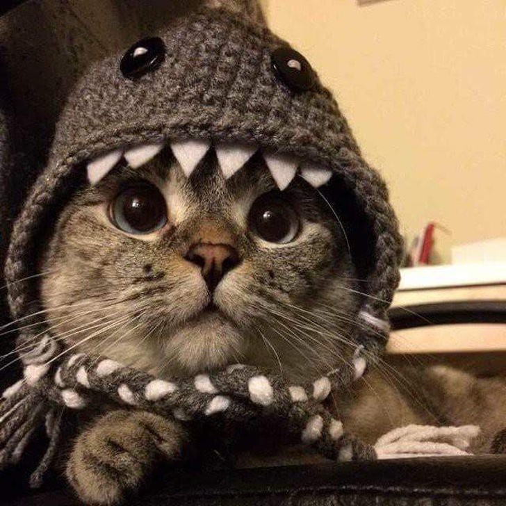 Kitty shark