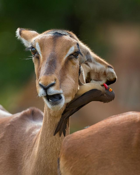 antelope