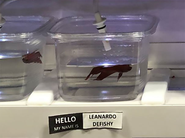 Leanardo Defishy