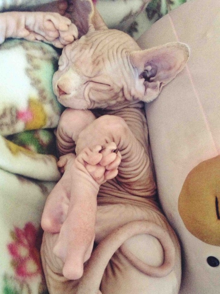 Photos Proving That Hairless Cats Are Actually Amazing