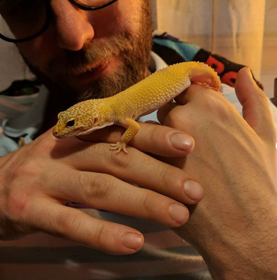 Lizards