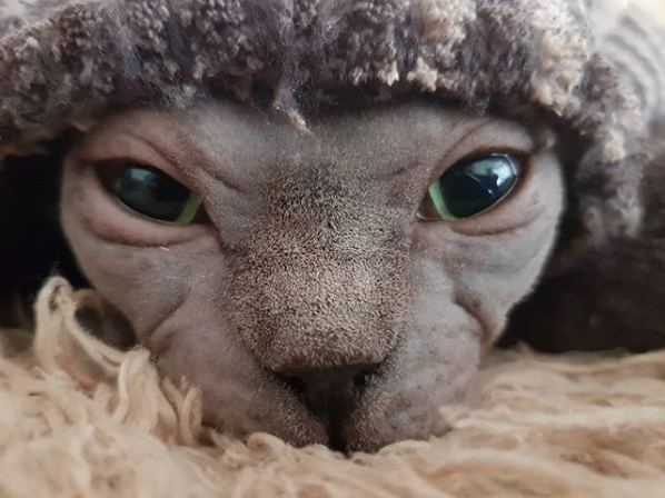 Photos Proving That Hairless Cats Are Actually Amazing