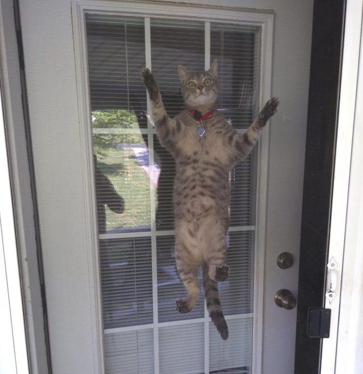 cats