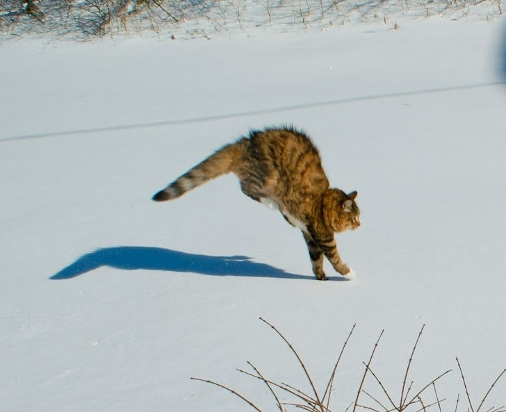 These Photos Prove That Cats and Snow Are Not Meant for Each Other