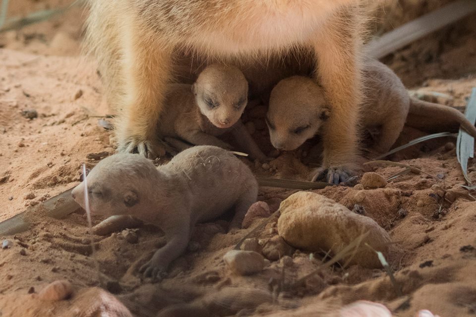 Meerkat