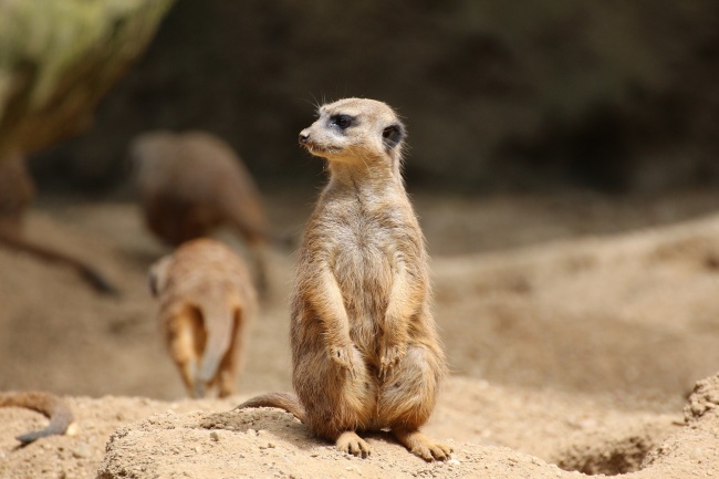 Meerkat 2