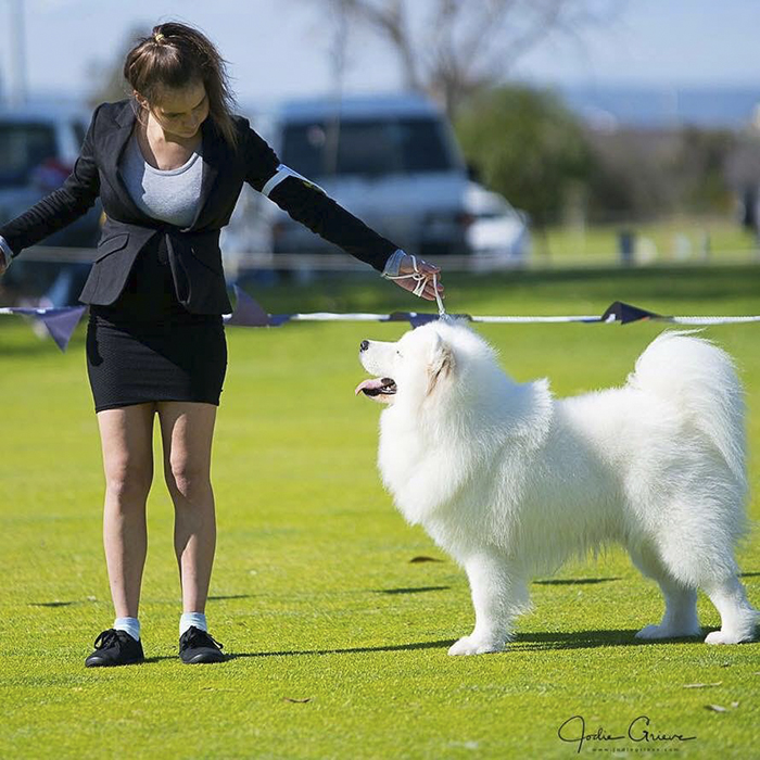 Samoyeds