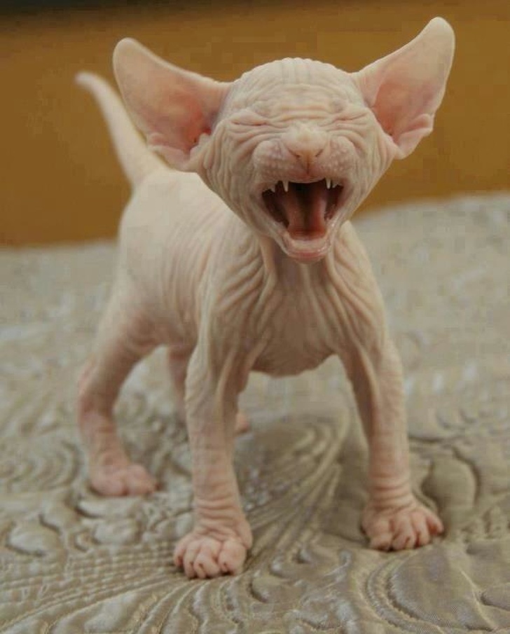 Photos Proving That Hairless Cats Are Actually Amazing