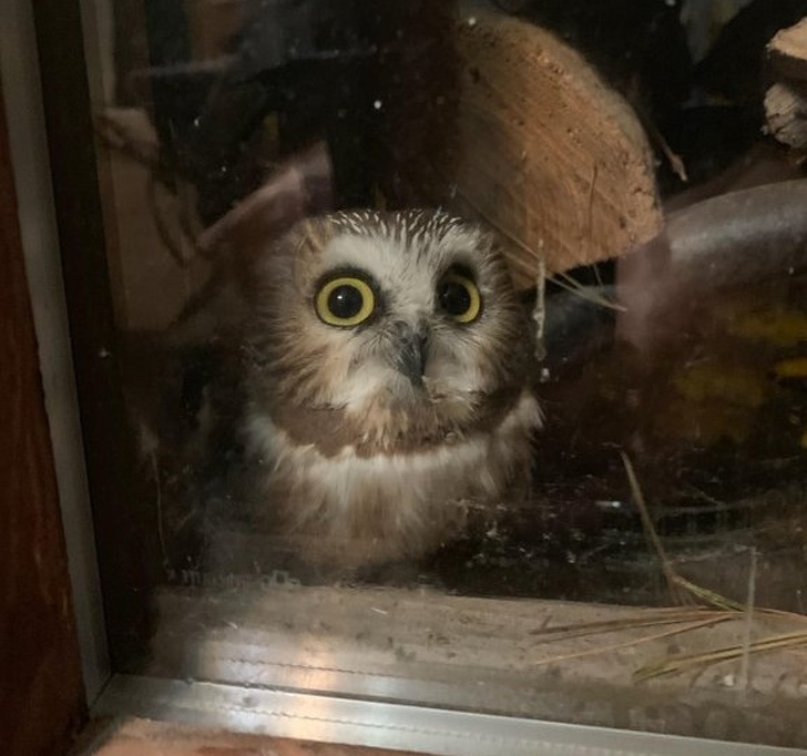 baby owl
