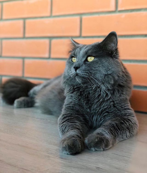 Rare House Cat Breeds | Love Your Pet | Pets | Animals