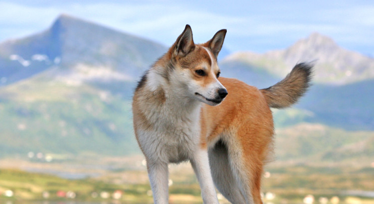 Norwegian Lundehund