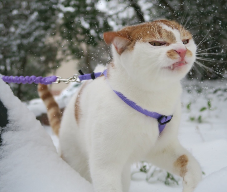 These Photos Prove That Cats and Snow Are Not Meant for Each Other