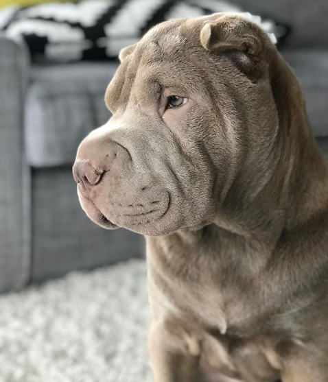 wrinkles
