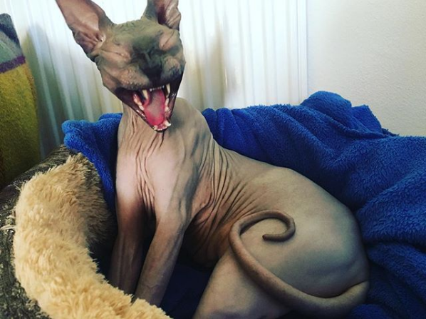Photos Proving That Hairless Cats Are Actually Amazing