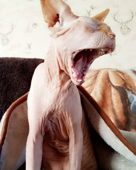 Photos Proving That Hairless Cats Are Actually Amazing