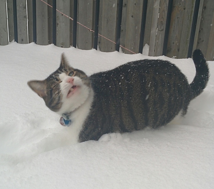These Photos Prove That Cats and Snow Are Not Meant for Each Other