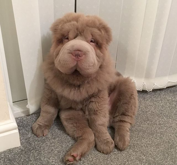 Teddy Bear