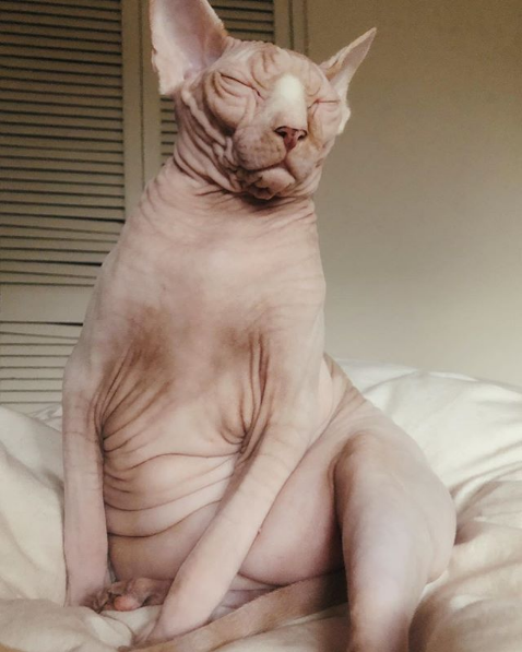 Photos Proving That Hairless Cats Are Actually Amazing