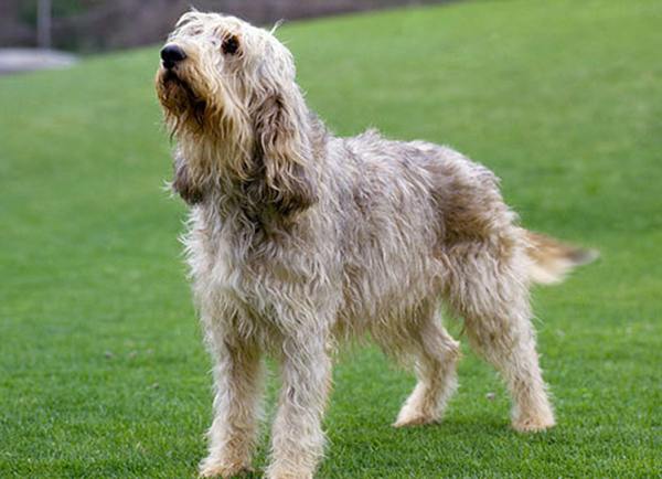 Otterhound