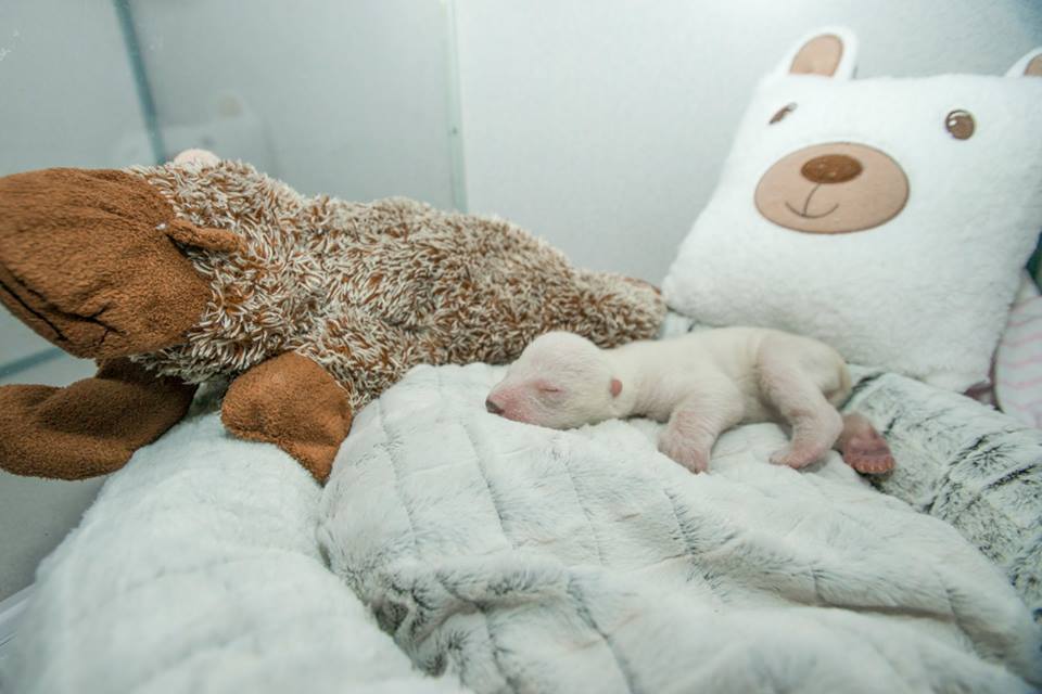 Polar Bear