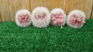 Porcelain hedgehogs
