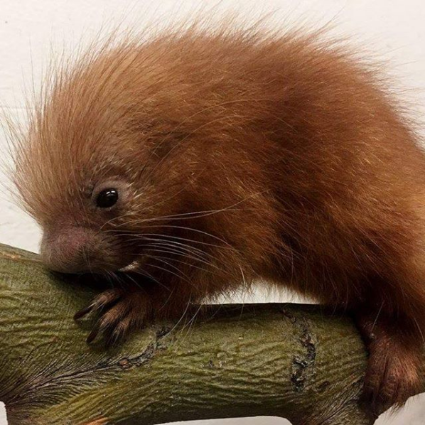 baby Porcupine