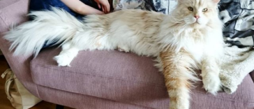 These Adorable Photos Explain Why the Internet Is Going Crazy Over Maine Coons