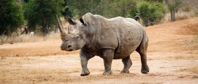 Rhinoceros