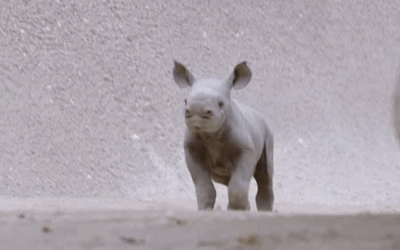 baby Rhinoceros