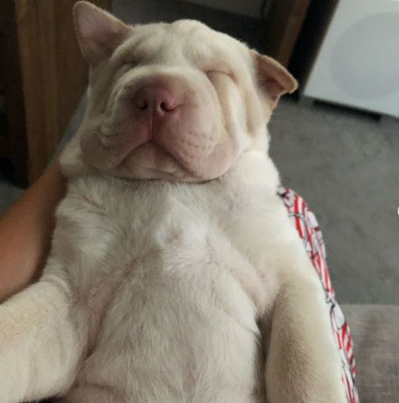 tummy