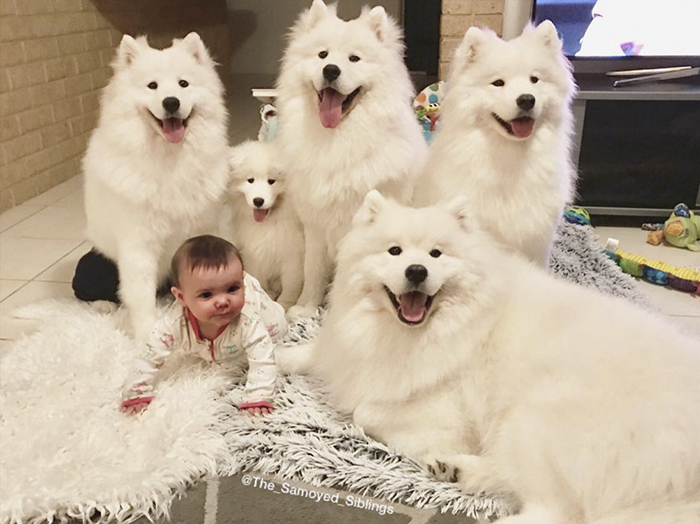 dogs