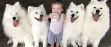 A Woman Shows What It’s Like To Raise 2 Toddlers And 4 Samoyeds