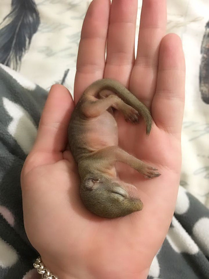 baby squirrel