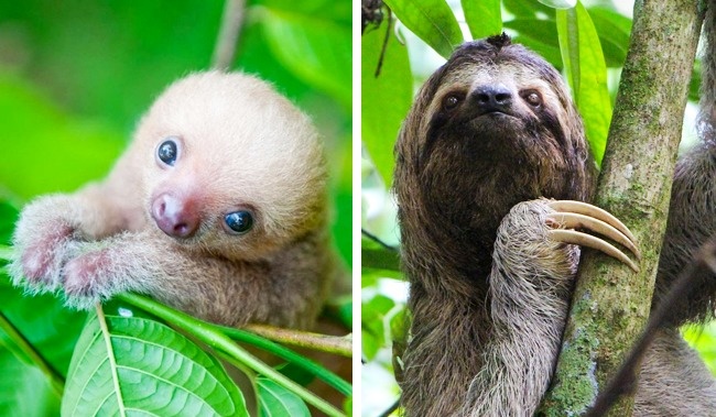 Sloth