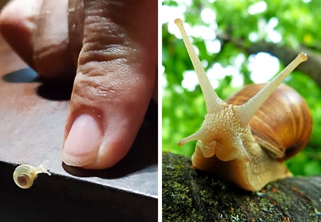 Snail