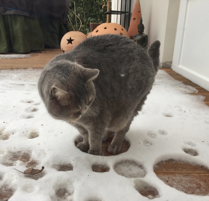 These Photos Prove That Cats and Snow Are Not Meant for Each Other
