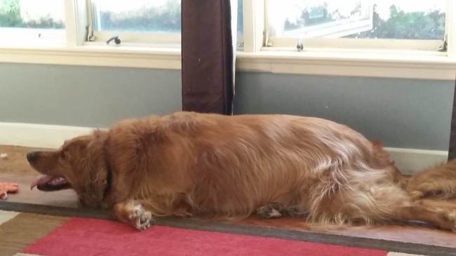 golden retriever