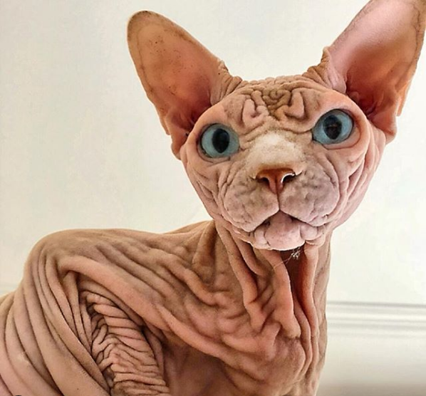Sphynx cat