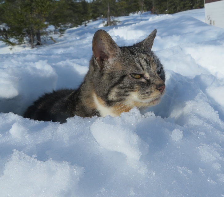 These Photos Prove That Cats and Snow Are Not Meant for Each Other