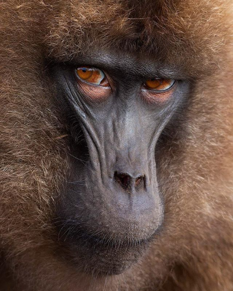 scowl
