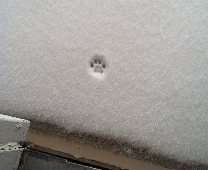 These Photos Prove That Cats and Snow Are Not Meant for Each Other