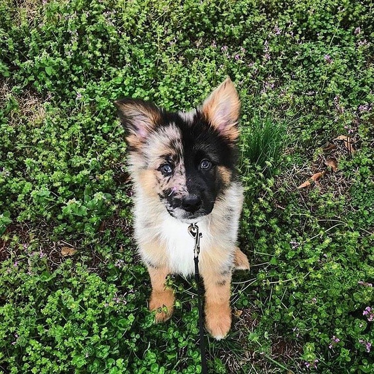 Aussie-German Shepherd mix