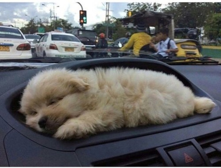 puppy holder